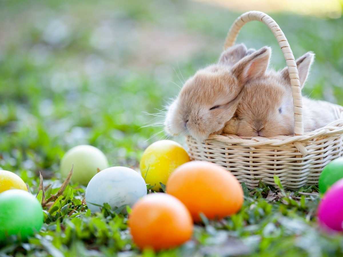 Tokyo reccomend cute bunny girl searches easter eggs