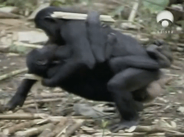 Gorilla fucks woman pics