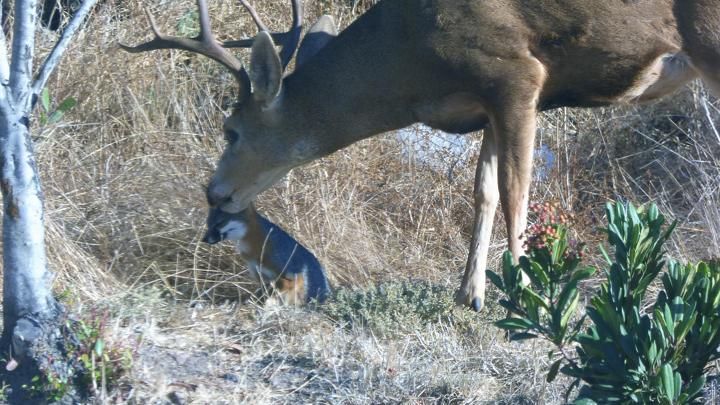 Lives licks peanut butter foot