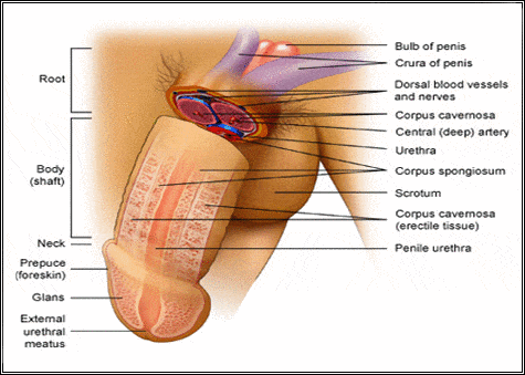 Basic stretching penis enlargement