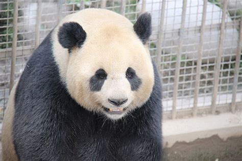 Hannibal reccomend constant farts panda plushie